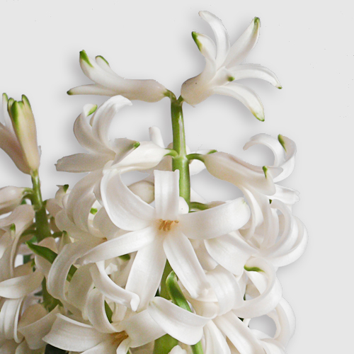 bloemen ♥ mensen || Hyacint || project 365 || © Mieke de Weert