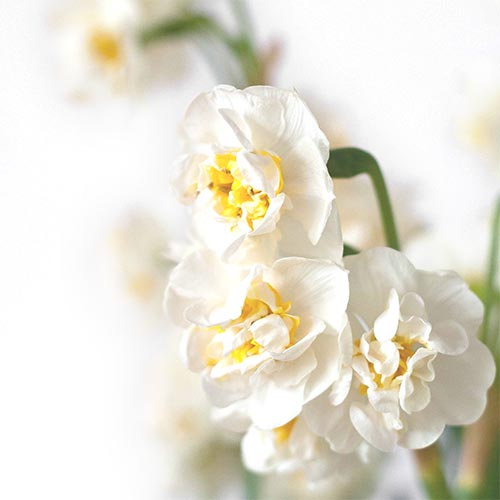 bloemenhoudenvanmensen.nl || Witte Narcis Bridal Crown || project 365 || © Mieke de Weert