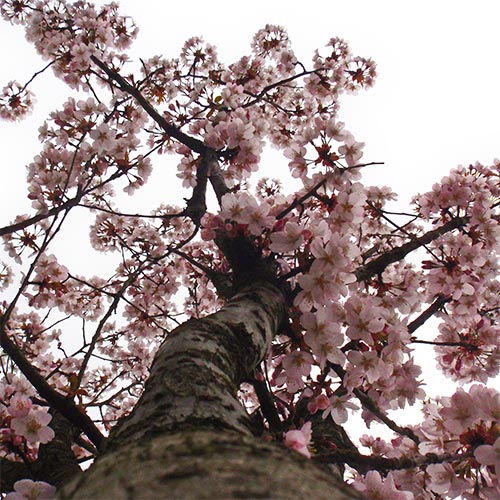 bloemenhoudenvanmensen.nl || Japanse sierkers || project 365 || © Mieke de Weert