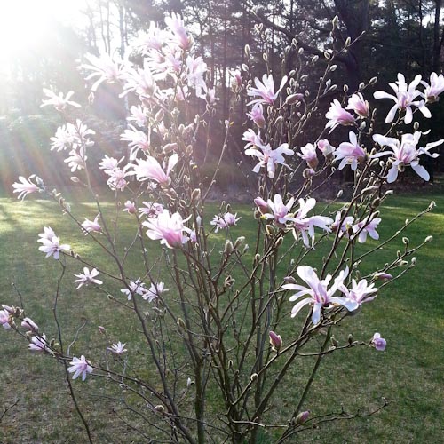 bloemenhoudenvanmensen.nl || Magnolia Beverboom || project 365 || © Mieke de Weert