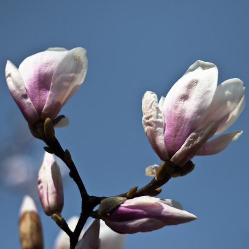 bloemenhoudenvanmensen.nl || Magnolia Beverboom || project 365 || © Mieke de WeertMagnolia Beverboom