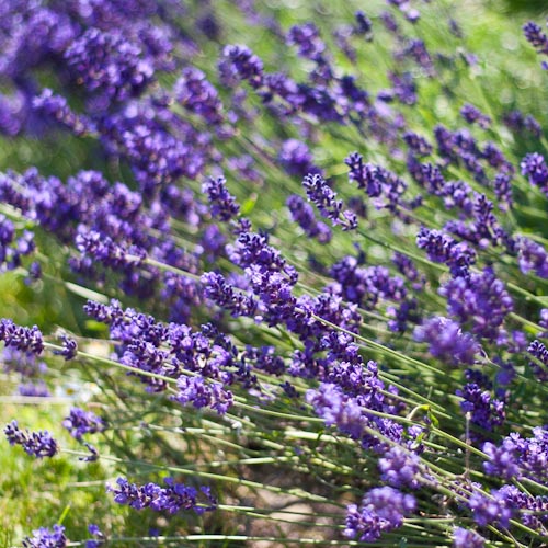 bloemenhoudenvanmensen.nl || lavendel || project 365 || © Mieke de Weert