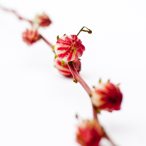 bloemenhoudenvanmensen.nl || hibiscus || project 365 || © Mieke de Weert