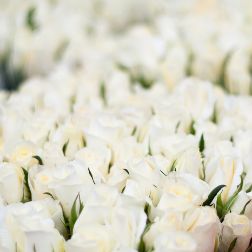 bloemenhoudenvanmensen.nl || witte rozen || project 365 || © Mieke de Weert